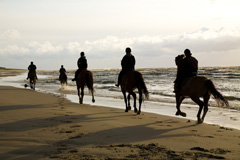 Galloping along the beach